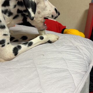 里親募集中‼️ソラくん