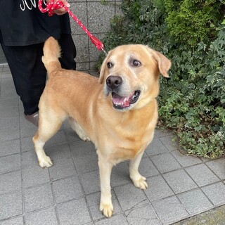 人が大好きだけどお散歩に行けてません