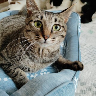 育児を頑張っていた若い母猫、桔梗ちゃん