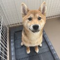 柴犬0歳の女の子！！