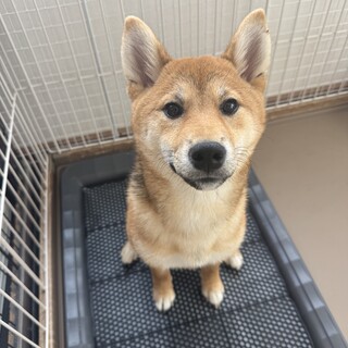 柴犬0歳の女の子！！