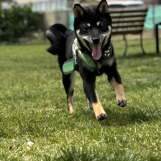 豆柴0歳の賢い男の子