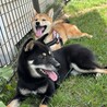 柴犬さん