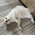 もちもち白三毛のもち子ちゃん