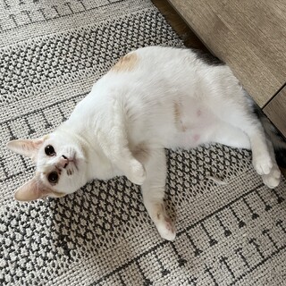 もちもち白三毛のもち子ちゃん