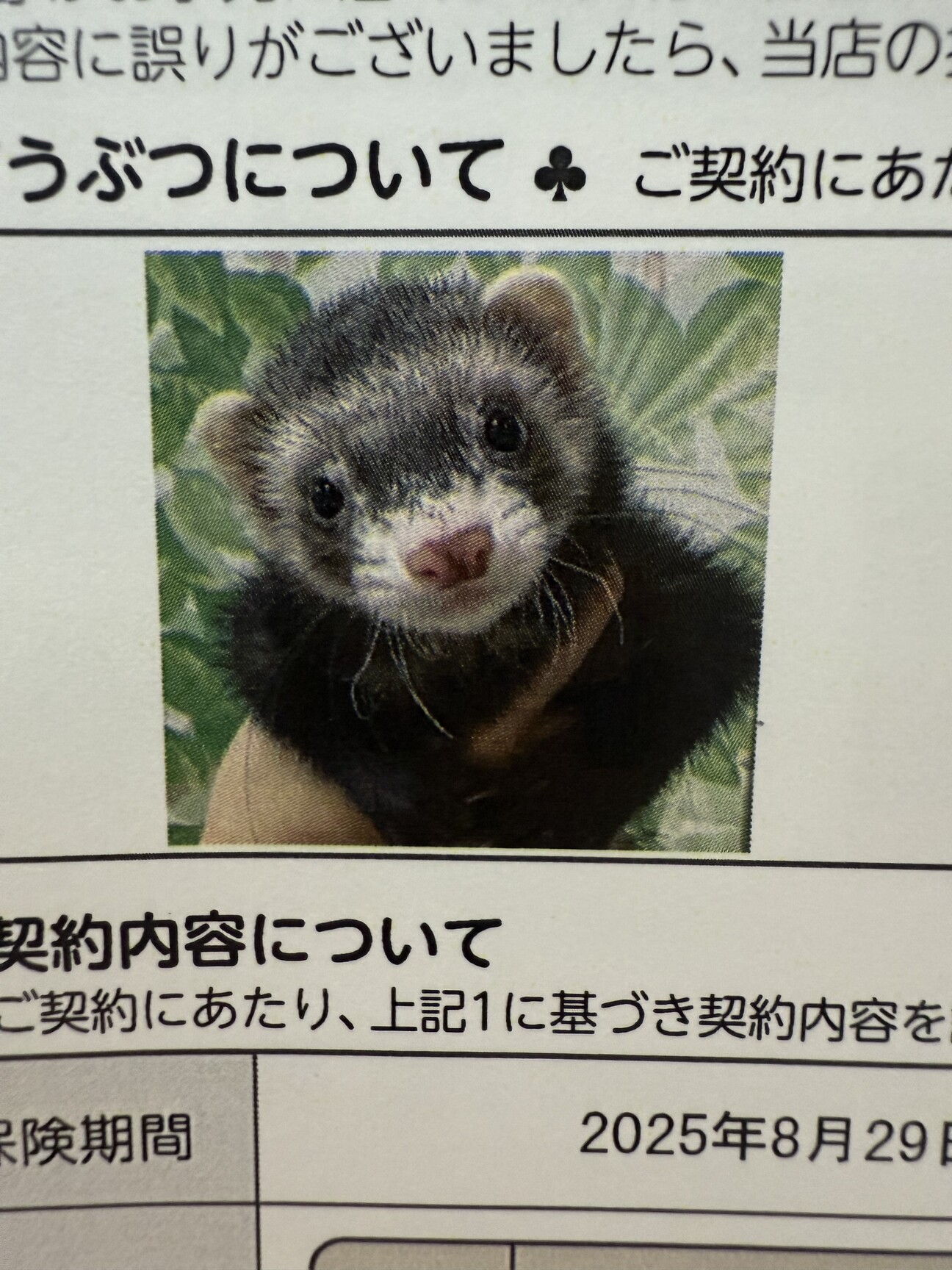 フェレットの里親募集中です」千葉県 - 小動物の里親募集(524687 