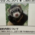 フェレットの里親募集中です