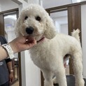 ⭐︎スタンダードプードル⭐︎2歳　イケメン君