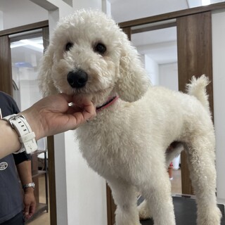 ⭐︎スタンダードプードル⭐︎2歳　イケメン君