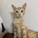 マイペースな茶トラ男子❣️4カ月