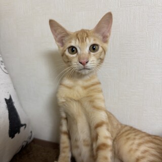 マイペースな茶トラ男子❣️4カ月