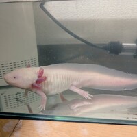 ウパササミンゴ