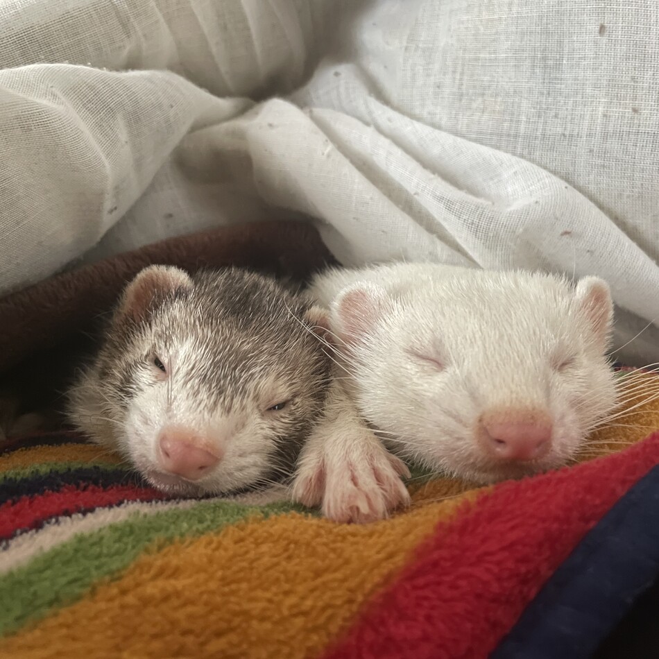 むぎのカバー写真