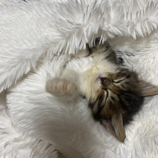 顔が可愛い2ヶ月の女の子????????