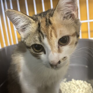 急募❣️キジ三毛のかわいい女の子‼️