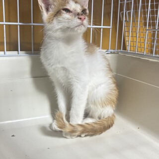急募❣️茶白の可愛い男の子‼️