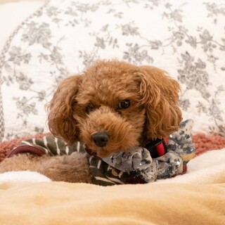 トイプードルレッド 11歳です。