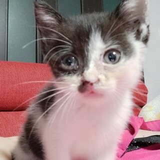 急募❗️人馴れバツグンのかわいい子♥️