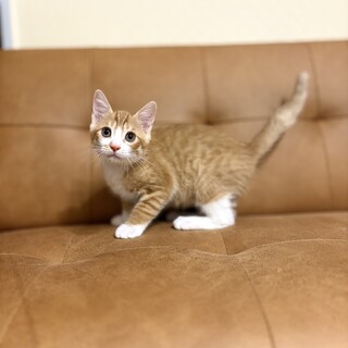 推定2025年７月生れ ♂おそばくん♡