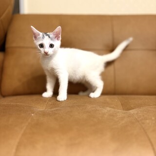 推定2025年7月生まれ 白三毛♀おうどんちゃん