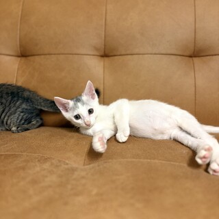 推定2025年7月生まれ 白キジ♂パスタくん