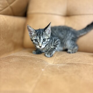 推定2025年7月生まれキジ♀ごはんちゃん