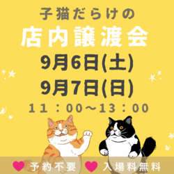 子猫だらけの店内譲渡会