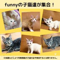 子猫の店内譲渡会 サムネイル2