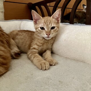 ありがとうございました★茶虎のリーくん