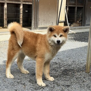 人好きでおとなしい性格の生後5ヶ月の男の子です。