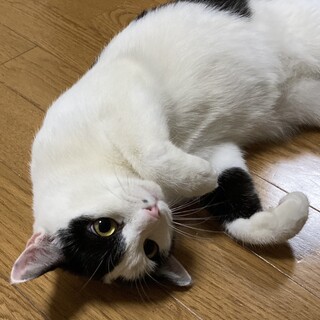 【】穏やか人慣れ◎初心者も飼いやすい