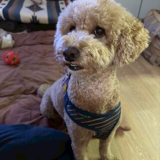 大きめプードルのピィーウィー