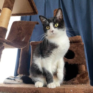 甘えん坊のハチワレ雌を可愛がってください。