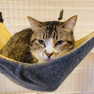 怖がりで人慣れ修行中のスフレ