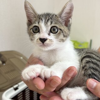 トライアル決定！キジ白猫　ピーちゃん