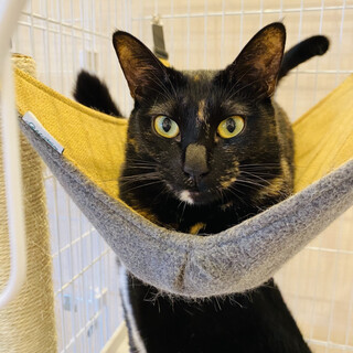 人懐こいサビ柄のまるこちゃん