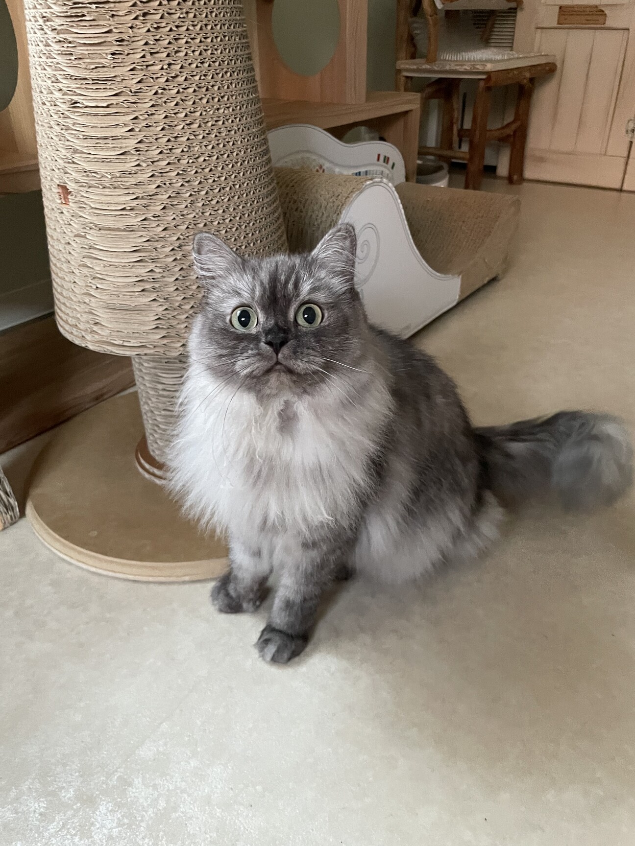 人懐っこくて甘えっ子なマ」埼玉県 - 猫の里親募集(524720) 1枚目の