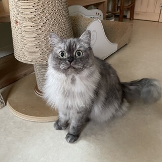 人懐っこくて甘えっ子なマンチカンちゃんです❣️