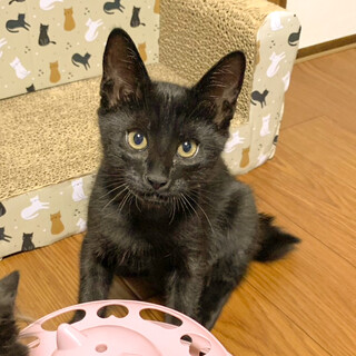 遊ぶことが大好きクロネコ男子★ビビ