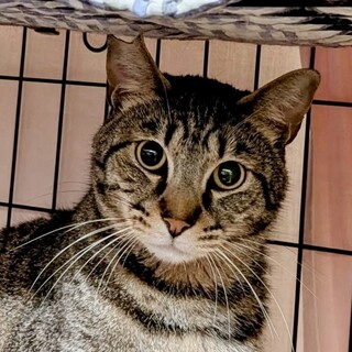 【ガト】凜々しいお顔の大人猫　キジ・男の子