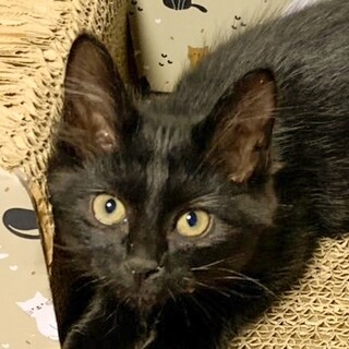 目が合うとミャーミャーお返事❤️ミミ