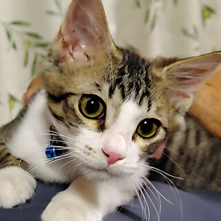 募集停止名前を呼ぶと飛ぶ様に走る⭐️紅丸