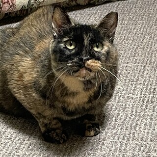 買主が入院して行き先がありません！