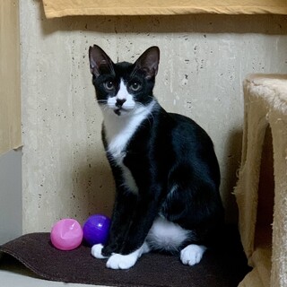 猫同士も1人遊びもお手のもの♡ウリ君