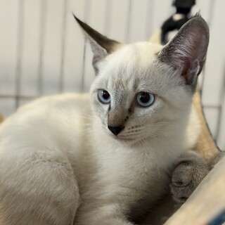 シャム系の青い目の男の子