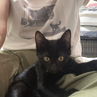 【黒白3姉弟】甘ったれな蓮くん