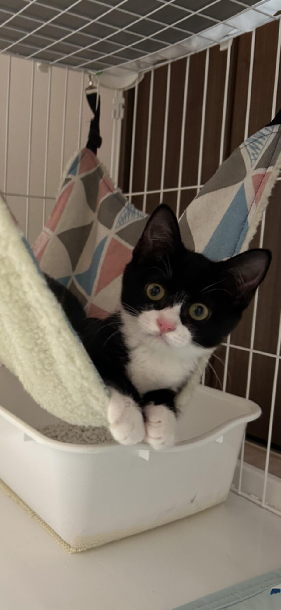 【黒白3姉弟】好奇心旺盛な鈴ちゃん サムネイル1