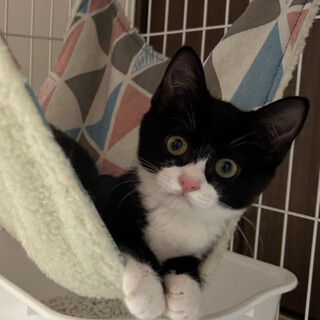 【黒白3姉弟】好奇心旺盛な鈴ちゃん