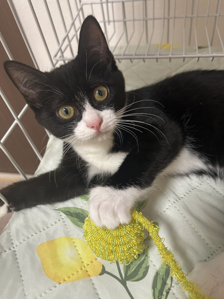 【黒白3姉弟】好奇心旺盛な鈴ちゃん サムネイル2