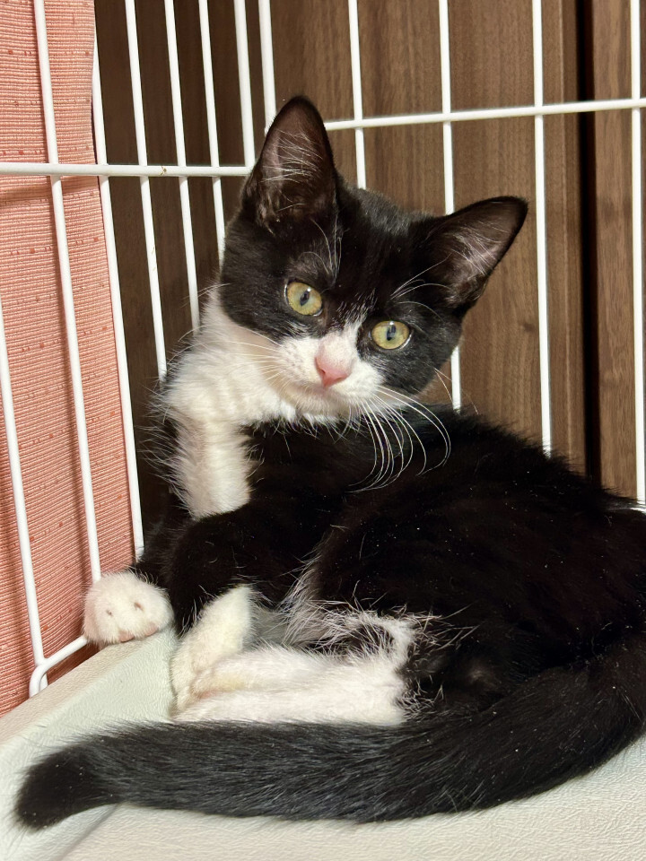 【黒白3姉弟】好奇心旺盛な鈴ちゃん サムネイル3